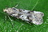  ( - CLV49656)  @11 [ ] CreativeCommons  Attribution Non-Commercial Share-Alike (2025) Carlos Lopez Vaamonde Institut National de la Recherche Agronomique, Zoologie Forestiere