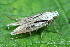  ( - CLV49659)  @11 [ ] CreativeCommons  Attribution Non-Commercial Share-Alike (2025) Carlos Lopez Vaamonde Institut National de la Recherche Agronomique, Zoologie Forestiere