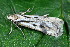  ( - CLV49661)  @11 [ ] CreativeCommons  Attribution Non-Commercial Share-Alike (2025) Carlos Lopez Vaamonde Institut National de la Recherche Agronomique, Zoologie Forestiere