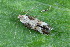  (Caryocolum tricolorellum - CLV49662)  @11 [ ] CreativeCommons  Attribution Non-Commercial Share-Alike (2024) Carlos Lopez Vaamonde Institut National de la Recherche Agronomique, Zoologie Forestiere