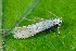 ( - CLV49694)  @11 [ ] CreativeCommons  Attribution Non-Commercial Share-Alike (2024) Carlos Lopez Vaamonde Institut National de la Recherche Agronomique, Zoologie Forestiere