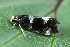  ( - CLV49698)  @11 [ ] CreativeCommons  Attribution Non-Commercial Share-Alike (2024) Carlos Lopez Vaamonde Institut National de la Recherche Agronomique, Zoologie Forestiere