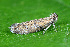  ( - CLV49708)  @11 [ ] CreativeCommons  Attribution Non-Commercial Share-Alike (2024) Carlos Lopez Vaamonde Institut National de la Recherche Agronomique, Zoologie Forestiere