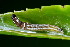  ( - CLV49708)  @11 [ ] CreativeCommons  Attribution Non-Commercial Share-Alike (2024) Carlos Lopez Vaamonde Institut National de la Recherche Agronomique, Zoologie Forestiere