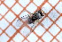  (Agromyza pulla - CLV49739)  @11 [ ] CreativeCommons  Attribution Non-Commercial Share-Alike (2024) Carlos Lopez Vaamonde Institut National de la Recherche Agronomique, Zoologie Forestiere