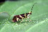 ( - CLV49743)  @11 [ ] CreativeCommons  Attribution Non-Commercial Share-Alike (2024) Carlos Lopez Vaamonde Institut National de la Recherche Agronomique, Zoologie Forestiere