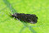  ( - CLV49747)  @11 [ ] CreativeCommons  Attribution Non-Commercial Share-Alike (2024) Carlos Lopez Vaamonde Institut National de la Recherche Agronomique, Zoologie Forestiere