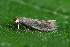  ( - CLV49748)  @11 [ ] CreativeCommons  Attribution Non-Commercial Share-Alike (2024) Carlos Lopez Vaamonde Institut National de la Recherche Agronomique, Zoologie Forestiere