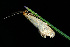  ( - CLV49753)  @11 [ ] CreativeCommons  Attribution Non-Commercial Share-Alike (2024) Carlos Lopez Vaamonde Institut National de la Recherche Agronomique, Zoologie Forestiere