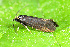  ( - CLV49756)  @11 [ ] CreativeCommons  Attribution Non-Commercial Share-Alike (2024) Carlos Lopez Vaamonde Institut National de la Recherche Agronomique, Zoologie Forestiere