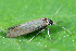  ( - CLV49782)  @11 [ ] CreativeCommons  Attribution Non-Commercial Share-Alike (2025) Carlos Lopez Vaamonde Institut National de la Recherche Agronomique, Zoologie Forestiere