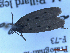  ( - CLV49789)  @11 [ ] CreativeCommons  Attribution Non-Commercial Share-Alike (2025) Carlos Lopez Vaamonde Institut National de la Recherche Agronomique, Zoologie Forestiere