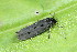  ( - CLV49789)  @11 [ ] CreativeCommons  Attribution Non-Commercial Share-Alike (2025) Carlos Lopez Vaamonde Institut National de la Recherche Agronomique, Zoologie Forestiere
