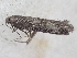 ( - CLV49804)  @11 [ ] CreativeCommons  Attribution Non-Commercial Share-Alike (2025) Carlos Lopez Vaamonde Institut National de la Recherche Agronomique, Zoologie Forestiere