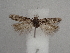  ( - CLV49817)  @11 [ ] CreativeCommons  Attribution Non-Commercial Share-Alike (2025) Carlos Lopez Vaamonde Institut National de la Recherche Agronomique, Zoologie Forestiere