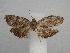  ( - CLV49823)  @11 [ ] CreativeCommons  Attribution Non-Commercial Share-Alike (2025) Carlos Lopez Vaamonde Institut National de la Recherche Agronomique, Zoologie Forestiere