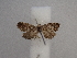  ( - CLV49831)  @11 [ ] CreativeCommons  Attribution Non-Commercial Share-Alike (2025) Carlos Lopez Vaamonde Institut National de la Recherche Agronomique, Zoologie Forestiere
