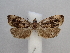  ( - CLV49832)  @11 [ ] CreativeCommons  Attribution Non-Commercial Share-Alike (2025) Carlos Lopez Vaamonde Institut National de la Recherche Agronomique, Zoologie Forestiere