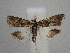  ( - CLV49839)  @11 [ ] CreativeCommons  Attribution Non-Commercial Share-Alike (2025) Carlos Lopez Vaamonde Institut National de la Recherche Agronomique, Zoologie Forestiere