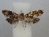  ( - CLV49849)  @11 [ ] CreativeCommons  Attribution Non-Commercial Share-Alike (2025) Carlos Lopez Vaamonde Institut National de la Recherche Agronomique, Zoologie Forestiere