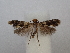  ( - CLV49852)  @11 [ ] CreativeCommons  Attribution Non-Commercial Share-Alike (2025) Carlos Lopez Vaamonde Institut National de la Recherche Agronomique, Zoologie Forestiere