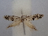  ( - CLV49854)  @11 [ ] CreativeCommons  Attribution Non-Commercial Share-Alike (2025) Carlos Lopez Vaamonde Institut National de la Recherche Agronomique, Zoologie Forestiere