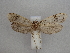  (Montescardia tessulatus - CLV49857)  @11 [ ] CreativeCommons  Attribution Non-Commercial Share-Alike (2025) Carlos Lopez Vaamonde Institut National de la Recherche Agronomique, Zoologie Forestiere