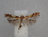  ( - CLV49859)  @11 [ ] CreativeCommons  Attribution Non-Commercial Share-Alike (2025) Carlos Lopez Vaamonde Institut National de la Recherche Agronomique, Zoologie Forestiere