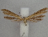  ( - CLV49867)  @11 [ ] CreativeCommons  Attribution Non-Commercial Share-Alike (2025) Carlos Lopez Vaamonde Institut National de la Recherche Agronomique, Zoologie Forestiere