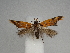  ( - CLV49872)  @11 [ ] CreativeCommons  Attribution Non-Commercial Share-Alike (2025) Carlos Lopez Vaamonde Institut National de la Recherche Agronomique, Zoologie Forestiere