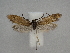 ( - CLV49874)  @11 [ ] CreativeCommons  Attribution Non-Commercial Share-Alike (2025) Carlos Lopez Vaamonde Institut National de la Recherche Agronomique, Zoologie Forestiere