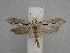  ( - CLV49875)  @11 [ ] CreativeCommons  Attribution Non-Commercial Share-Alike (2025) Carlos Lopez Vaamonde Institut National de la Recherche Agronomique, Zoologie Forestiere
