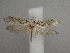  ( - CLV49876)  @11 [ ] CreativeCommons  Attribution Non-Commercial Share-Alike (2025) Carlos Lopez Vaamonde Institut National de la Recherche Agronomique, Zoologie Forestiere
