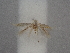  (Bucculatrix demayrella - CLV49877)  @11 [ ] CreativeCommons  Attribution Non-Commercial Share-Alike (2025) Carlos Lopez Vaamonde Institut National de la Recherche Agronomique, Zoologie Forestiere