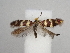  ( - CLV49878)  @11 [ ] CreativeCommons  Attribution Non-Commercial Share-Alike (2025) Carlos Lopez Vaamonde Institut National de la Recherche Agronomique, Zoologie Forestiere