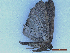  ( - CLV49924)  @11 [ ] CreativeCommons  Attribution Non-Commercial Share-Alike (2025) Carlos Lopez Vaamonde Institut National de la Recherche Agronomique, Zoologie Forestiere