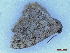  (Scopula asselaria - CLV49926)  @11 [ ] CreativeCommons  Attribution Non-Commercial Share-Alike (2025) Carlos Lopez Vaamonde Institut National de la Recherche Agronomique, Zoologie Forestiere
