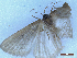  ( - CLV49928)  @11 [ ] CreativeCommons  Attribution Non-Commercial Share-Alike (2025) Carlos Lopez Vaamonde Institut National de la Recherche Agronomique, Zoologie Forestiere