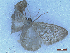  ( - CLV49928)  @11 [ ] CreativeCommons  Attribution Non-Commercial Share-Alike (2025) Carlos Lopez Vaamonde Institut National de la Recherche Agronomique, Zoologie Forestiere
