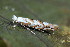  ( - CLV49947)  @11 [ ] CreativeCommons  Attribution Non-Commercial Share-Alike (2025) Carlos Lopez Vaamonde Institut National de la Recherche Agronomique, Zoologie Forestiere