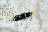  ( - CLV49949)  @11 [ ] CreativeCommons  Attribution Non-Commercial Share-Alike (2025) Carlos Lopez Vaamonde Institut National de la Recherche Agronomique, Zoologie Forestiere