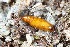 ( - CLV49961)  @11 [ ] CreativeCommons  Attribution Non-Commercial Share-Alike (2025) Carlos Lopez Vaamonde Institut National de la Recherche Agronomique, Zoologie Forestiere