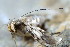  ( - CLV49961)  @11 [ ] CreativeCommons  Attribution Non-Commercial Share-Alike (2025) Carlos Lopez Vaamonde Institut National de la Recherche Agronomique, Zoologie Forestiere