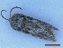  ( - CLV49966)  @11 [ ] CreativeCommons  Attribution Non-Commercial Share-Alike (2025) Carlos Lopez Vaamonde Institut National de la Recherche Agronomique, Zoologie Forestiere