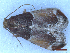  ( - CLV49982)  @11 [ ] CreativeCommons  Attribution Non-Commercial Share-Alike (2025) Carlos Lopez Vaamonde Institut National de la Recherche Agronomique, Zoologie Forestiere