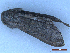  ( - CLV49992)  @11 [ ] CreativeCommons  Attribution Non-Commercial Share-Alike (2025) Carlos Lopez Vaamonde Institut National de la Recherche Agronomique, Zoologie Forestiere