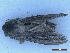  ( - CLV49993)  @11 [ ] CreativeCommons  Attribution Non-Commercial Share-Alike (2025) Carlos Lopez Vaamonde Institut National de la Recherche Agronomique, Zoologie Forestiere