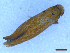  ( - CLV5011025)  @11 [ ] CreativeCommons  Attribution Non-Commercial Share-Alike (2025) Carlos Lopez Vaamonde Institut National de la Recherche Agronomique, Zoologie Forestiere
