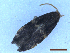  ( - CLV50116)  @11 [ ] CreativeCommons  Attribution Non-Commercial Share-Alike (2025) Carlos Lopez Vaamonde Institut National de la Recherche Agronomique, Zoologie Forestiere