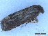  (Pellochrista - CLV50117)  @11 [ ] CreativeCommons  Attribution Non-Commercial Share-Alike (2025) Carlos Lopez Vaamonde Institut National de la Recherche Agronomique, Zoologie Forestiere